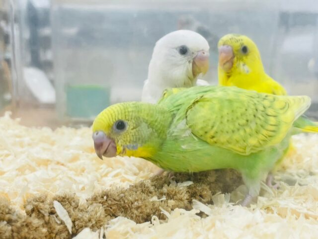 セキセイインコ