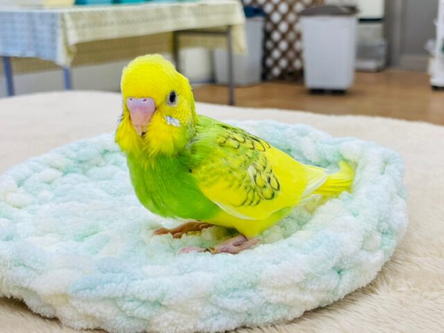 セキセイインコ