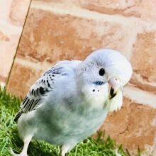 見た目はクール性格は？？　セキセイインコ