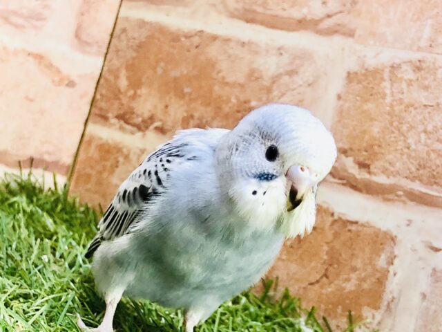 見た目はクール性格は？？　セキセイインコ