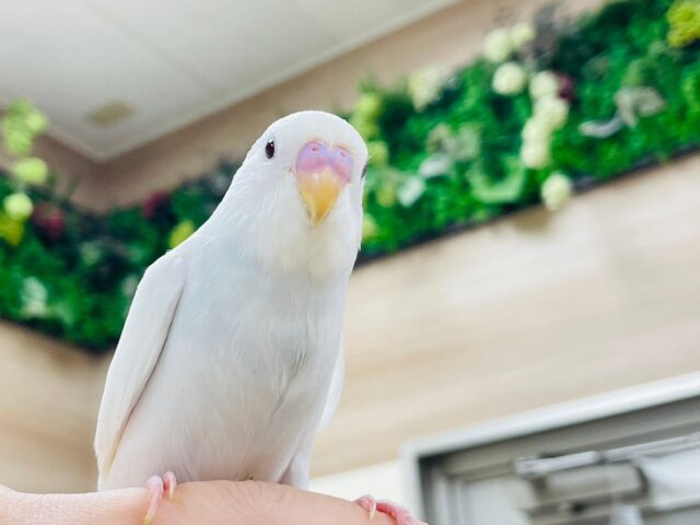 セキセイインコ