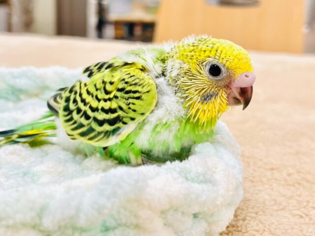 セキセイインコ