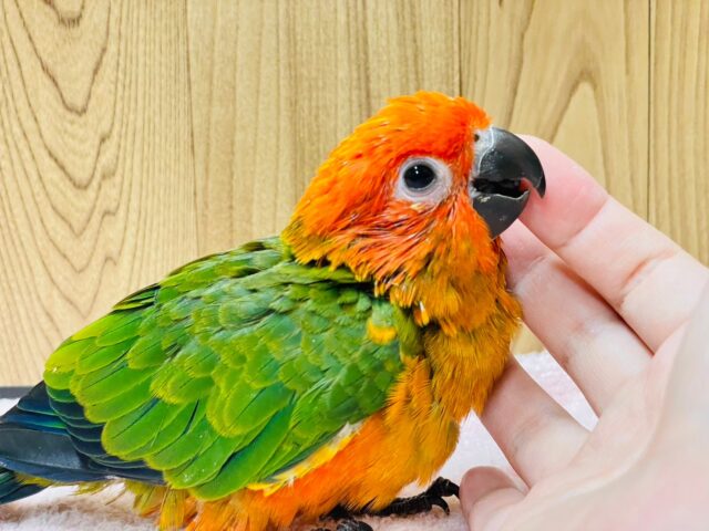 コガネメキシコインコ