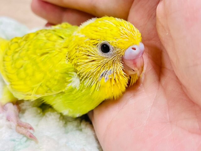 セキセイインコ