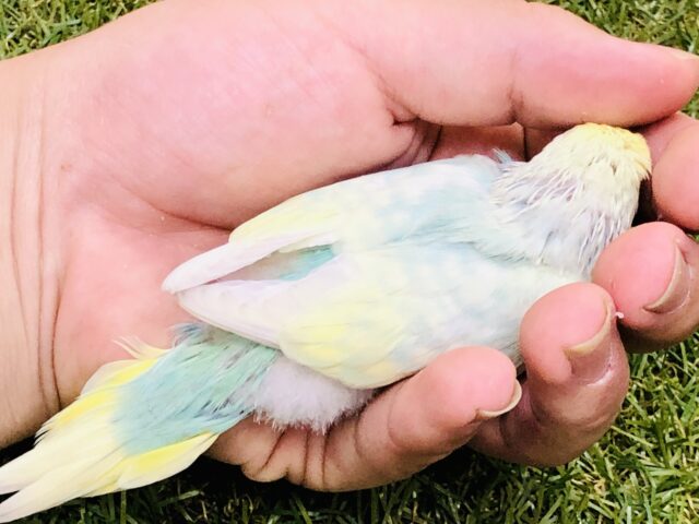 セキセイインコ