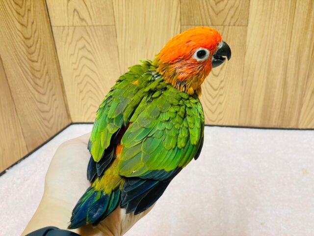 コガネメキシコインコ