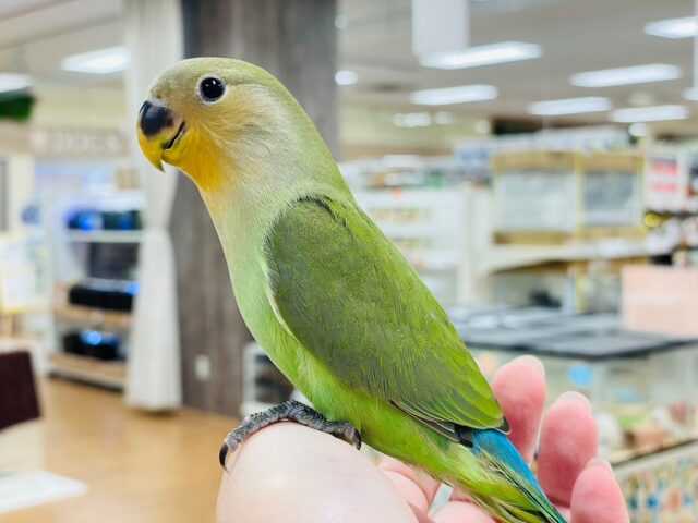 コザクラインコ（小桜インコ）