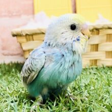 魅惑のレインボーカラー🌈　セキセイインコ