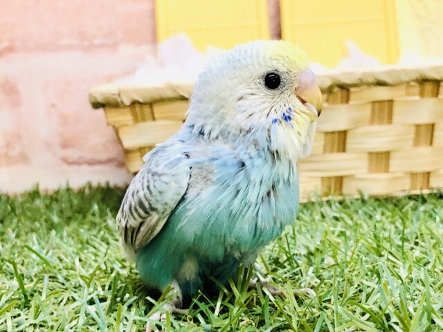 魅惑のレインボーカラー🌈　セキセイインコ