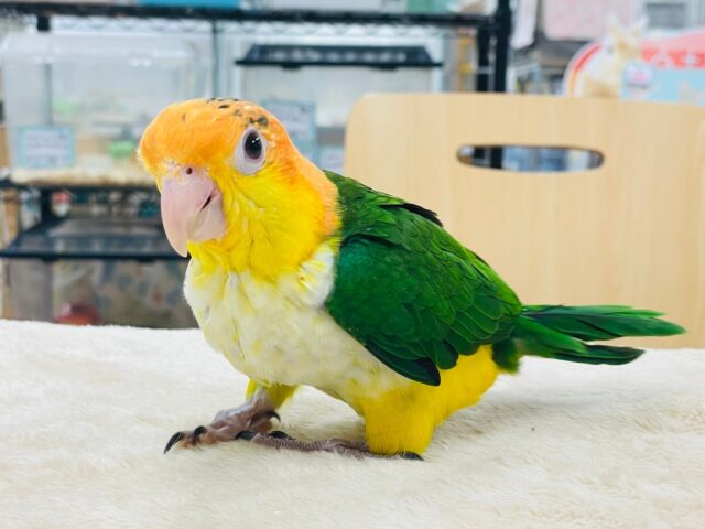 シロハラインコ