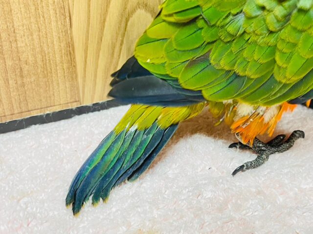 コガネメキシコインコ