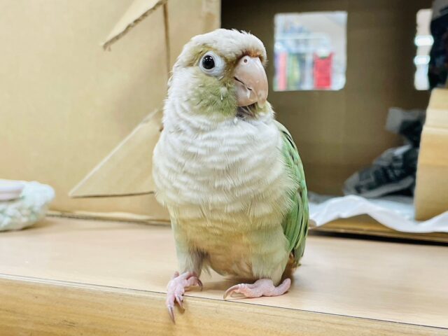 ホオミドリウロコインコ