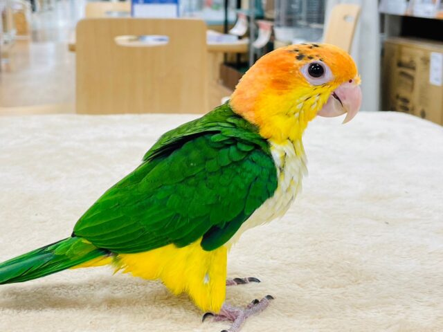 シロハラインコ