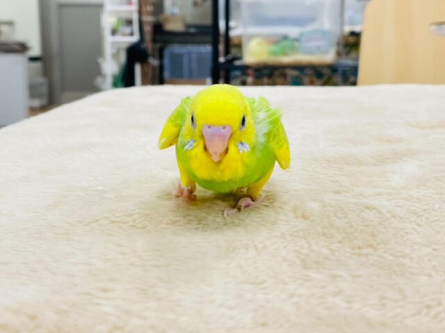 セキセイインコ