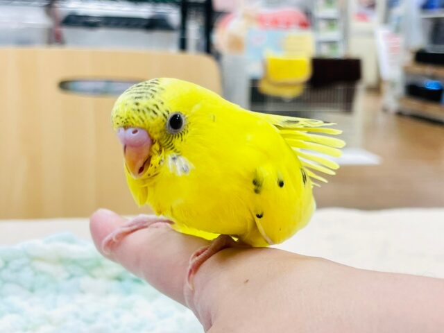 セキセイインコ