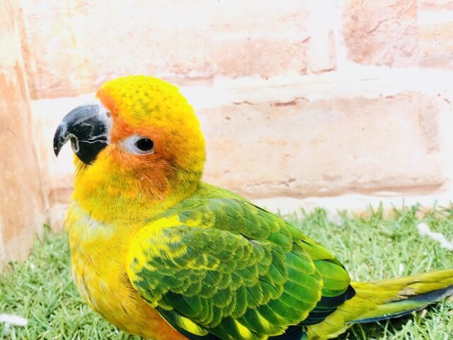 コガネメキシコインコ