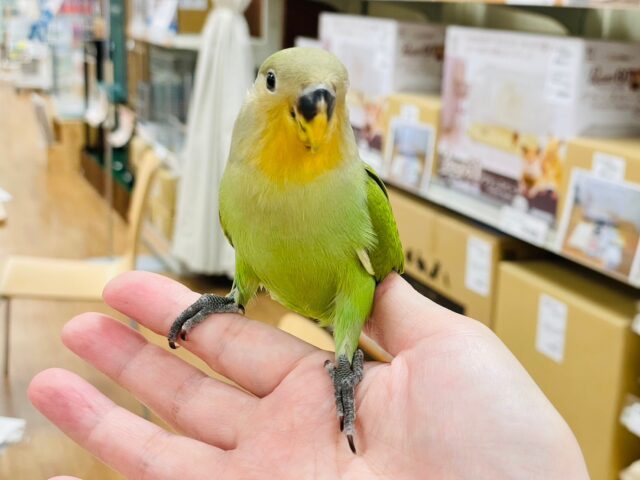 コザクラインコ（小桜インコ）