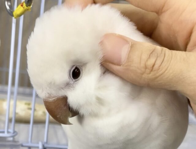 オキナインコ