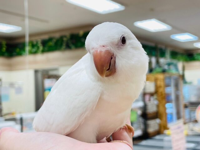 純白の天使👼オキナインコ（アルビノ）