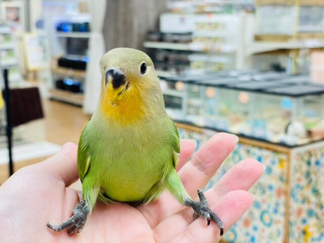 コザクラインコ（小桜インコ）