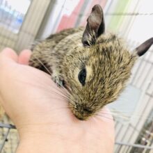 【最新画像更新☆☆】甘えん坊デグちゃんです(´艸｀*)　デグー