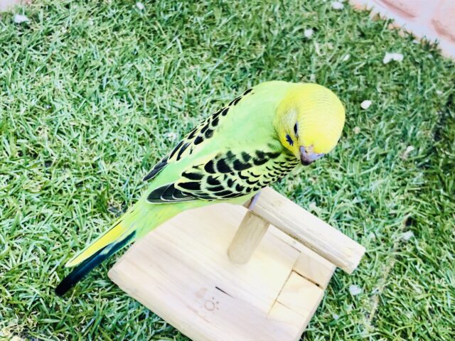 セキセイインコ