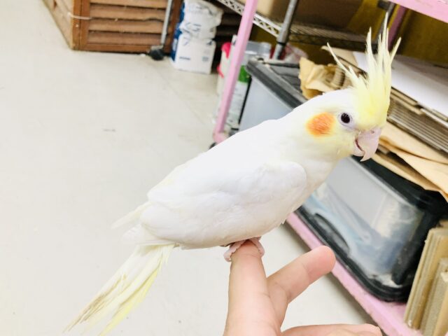 オカメインコ