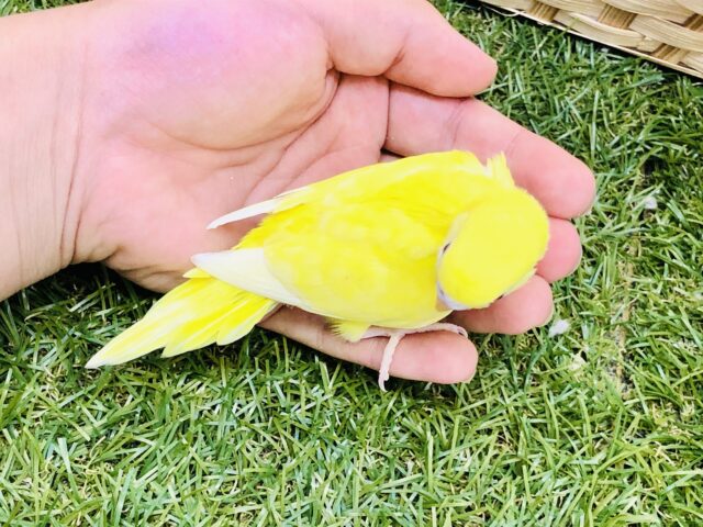 セキセイインコ