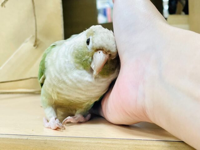 ホオミドリウロコインコ