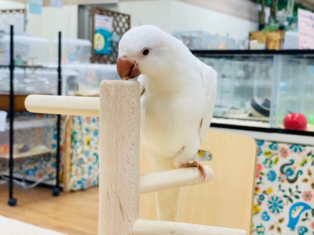 オキナインコ