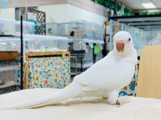 オキナインコ