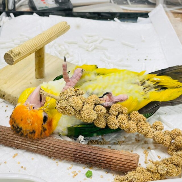 シロハラインコ