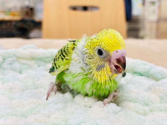 セキセイインコ