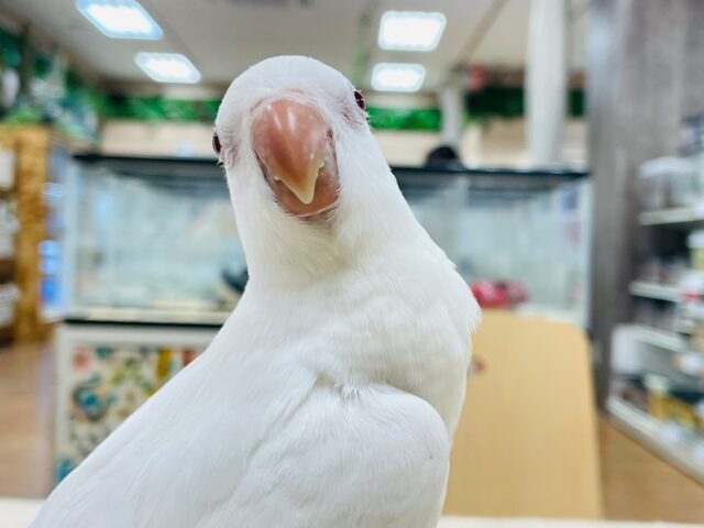 オキナインコ