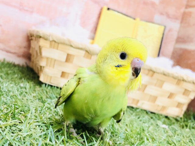 これぞセキセイインコ！！　セキセイインコ