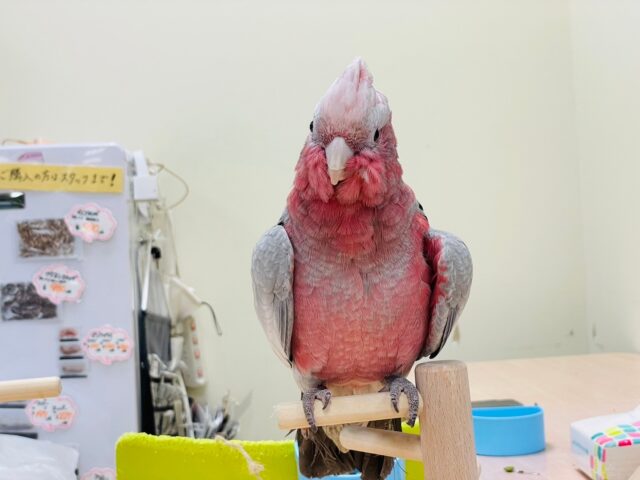 モモイロインコ