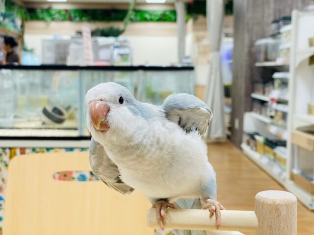 オキナインコ