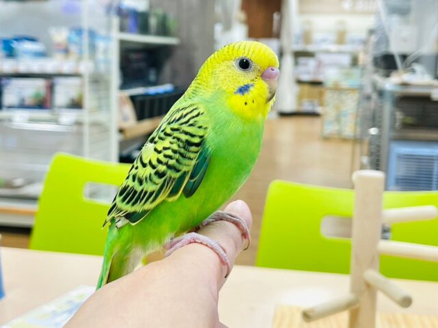 セキセイインコ