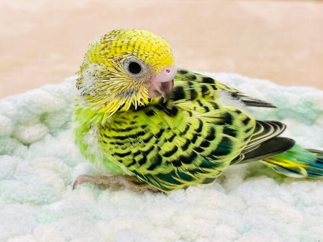 セキセイインコ