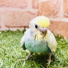 パッと夏バテも吹き飛ぶカラー🌈　セキセイインコ