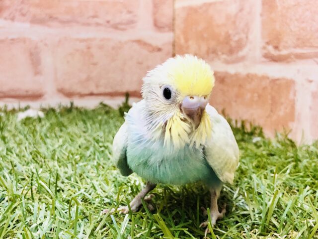 パッと夏バテも吹き飛ぶカラー🌈　セキセイインコ