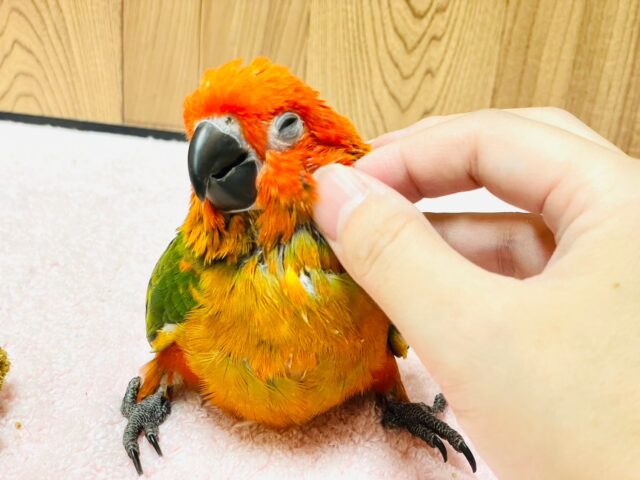 コガネメキシコインコ