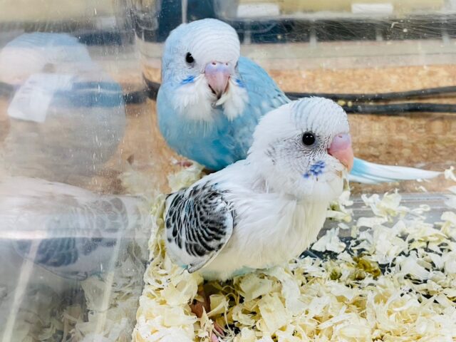 セキセイインコ