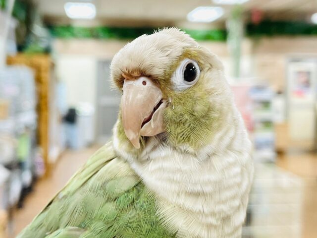 ホオミドリウロコインコ