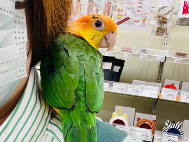 シロハラインコ