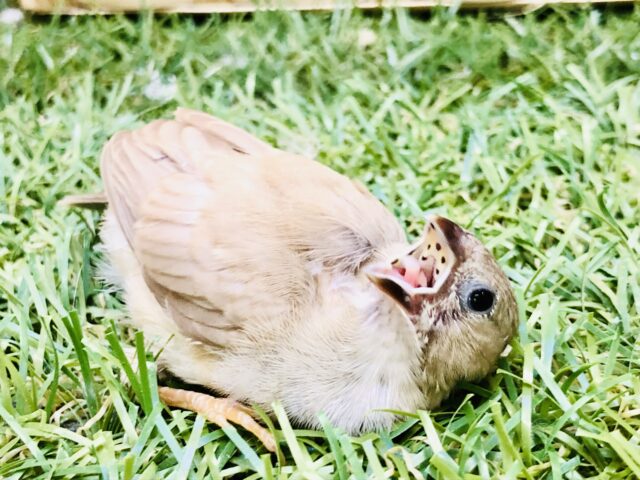 錦花鳥（キンカチョウ）