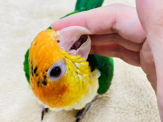 シロハラインコ