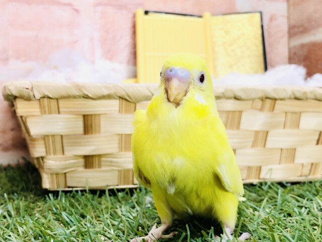 セキセイインコ