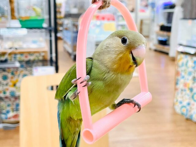 コザクラインコ（小桜インコ）