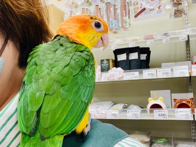 シロハラインコ